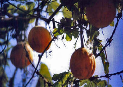 Gualoupi